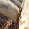 Eucalyptus haemastoma - Scribbly bark - tree sheds bark revealing new scribbles on the new, smooth white bark