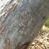 It is the scribbles made by the larvae of a tunnelling moth that gives this tree its common name
