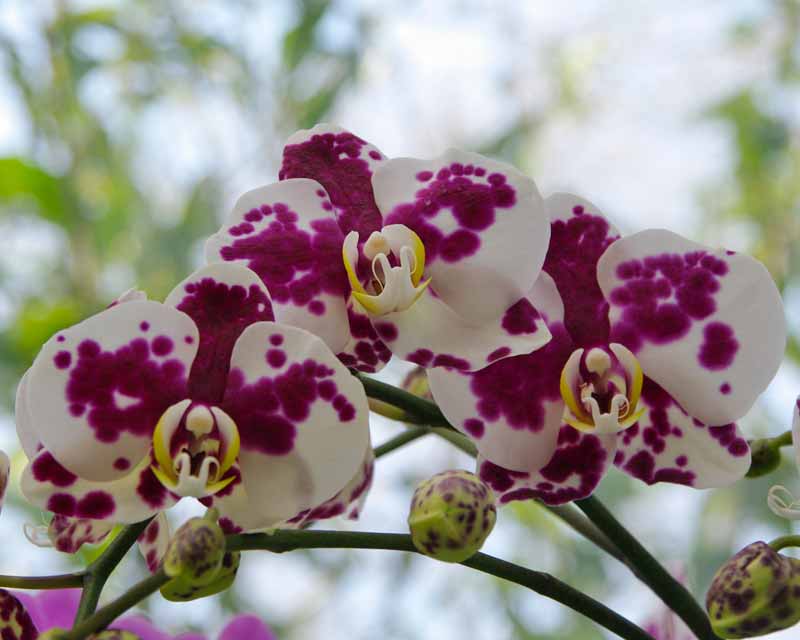 Phalaenopsis Anthura Palamos Phaldetam - white flowers with splashes of purple
