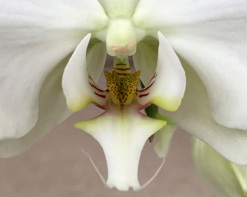Close up of Phalaenopsis hybrid flower showing labelium
