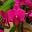 Phalaenopsis Montreux