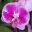 Phalaenopsis Ox Spot Queen