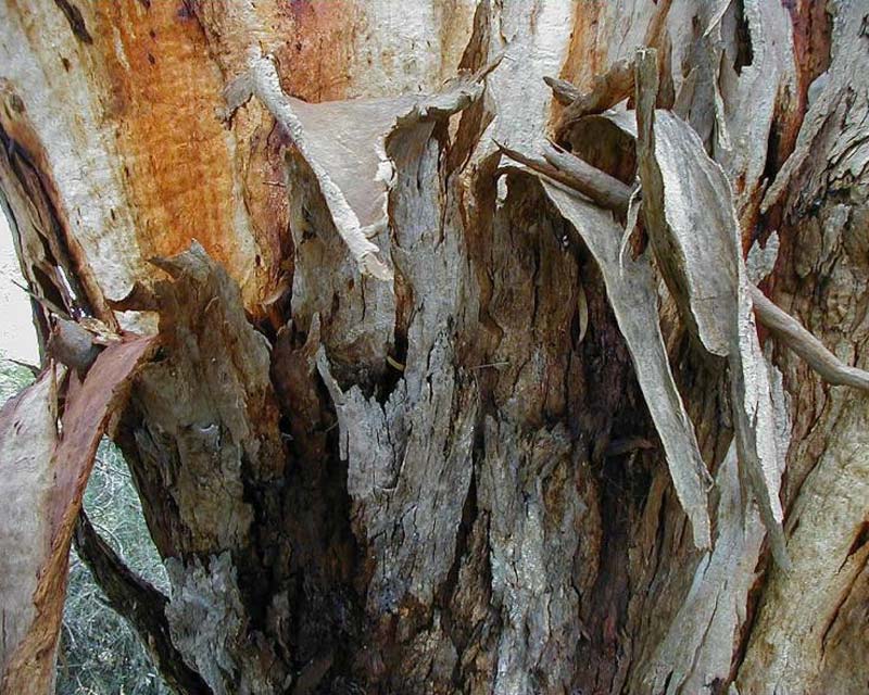Eucalyptus leucoxylon bark