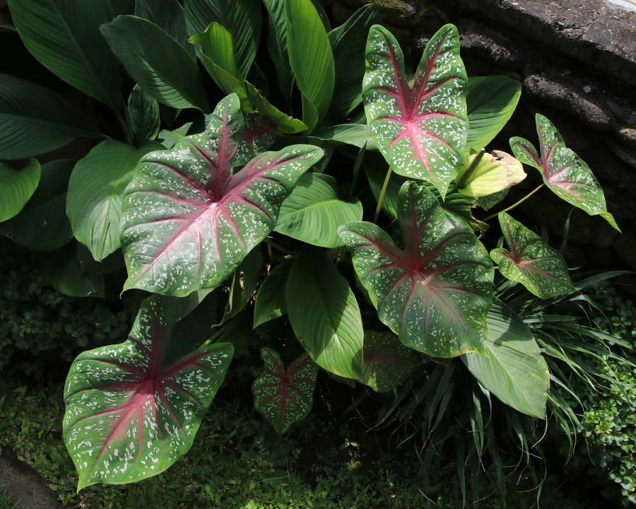 GardensOnline: Caladium bicolor