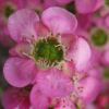 Leptospermum scoparium - pink