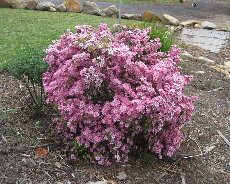 Leptospermum scoparium cultivar in full bloom