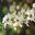 Leptospermum scoparium White Flowered form - photo Pseudopanax