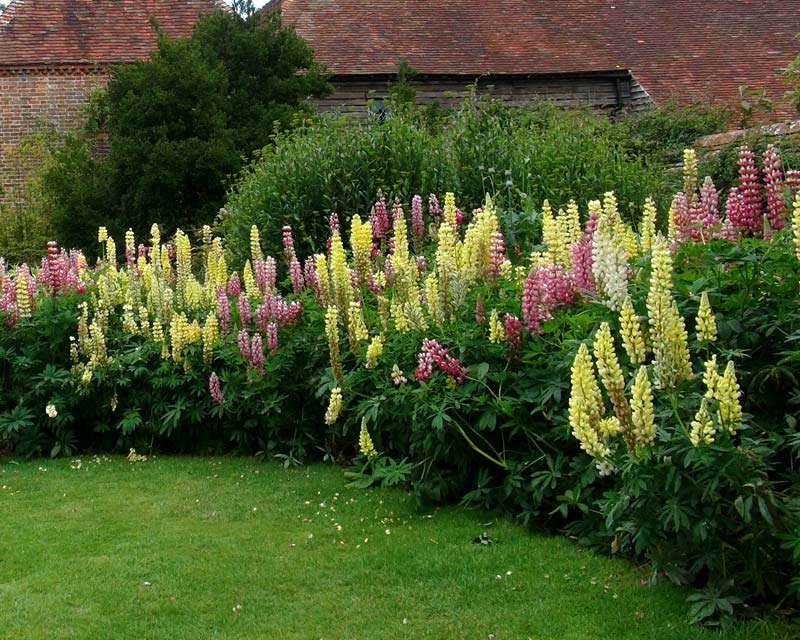 Lupins - wonderful display in the borders of Great Dixter