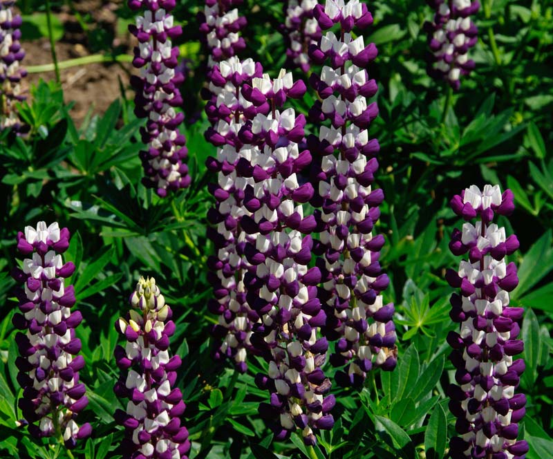 Lupins - Lupinus hybrid with Purple and white flowers