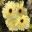 Gerbera cultivar - pale lemon/cream flowers