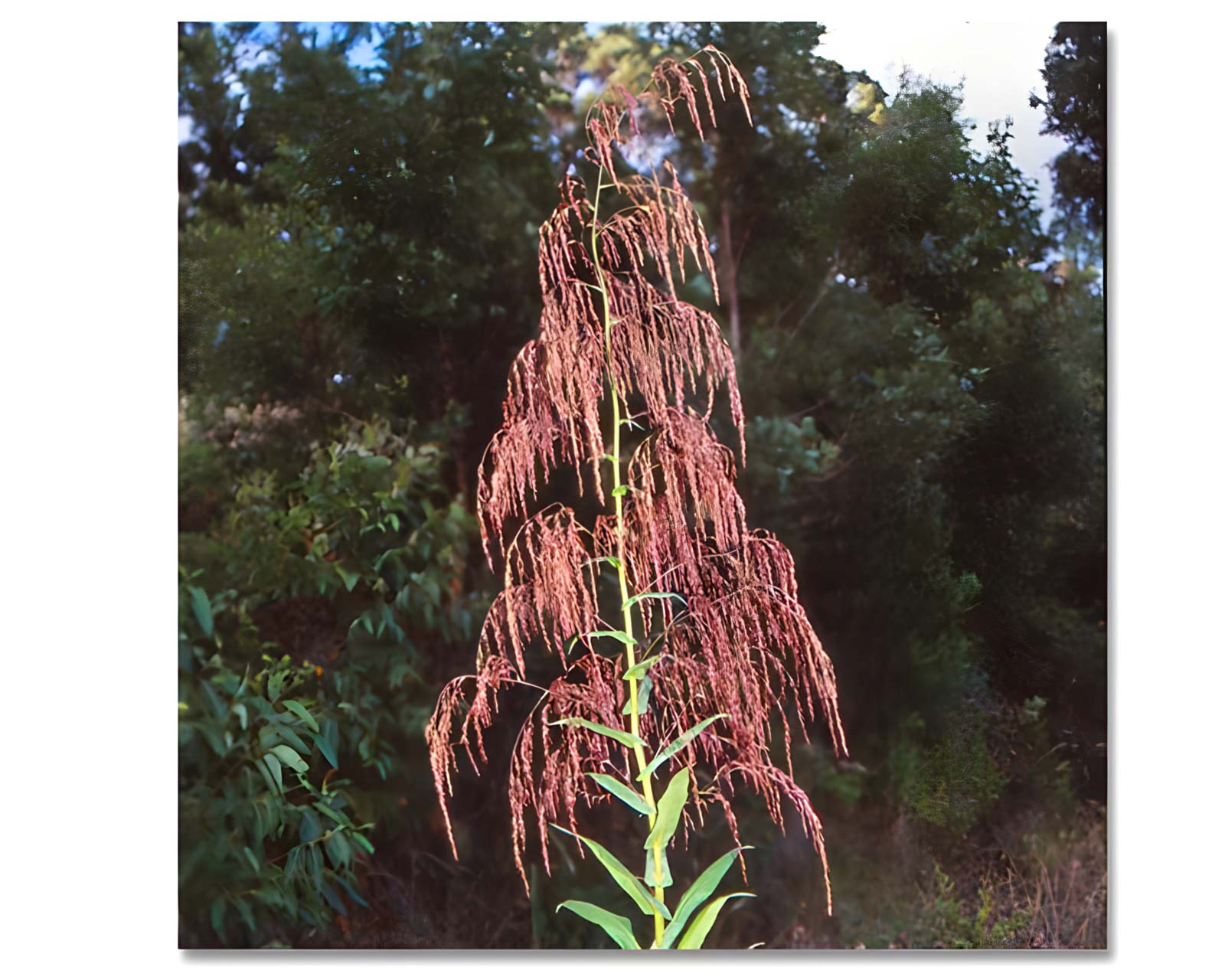 Calomeria amaranthoides - photo Canberra Nature Track
