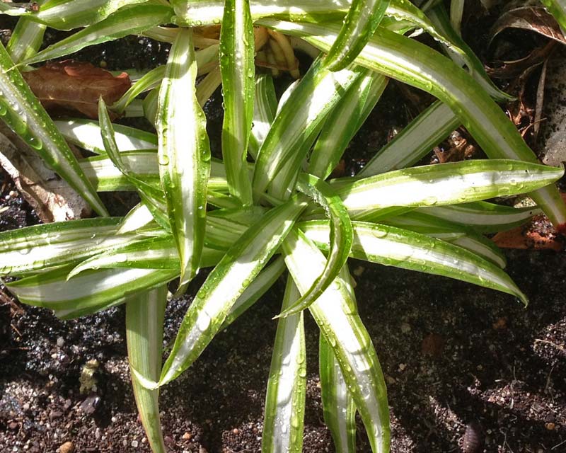 Chlorophytum Comosum or the Spider Plant