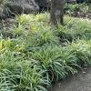 Chlorophytum comosum - Spider Plant.  Ground cover for a shady spot in a frost free garden