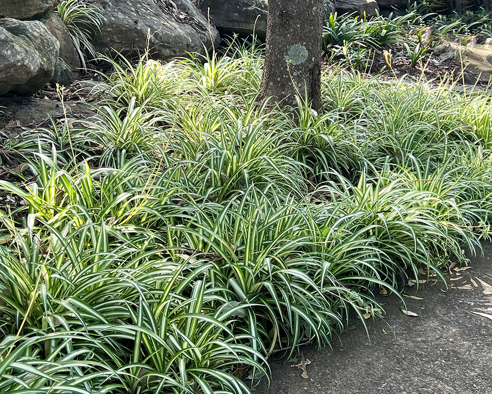 Chlorophytum comosum - Spider Plant.  Ground cover for a shady spot in a frost free garden