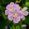 Geranium pratense - Mrs Kendall Clark - delicate pale lavender flowers with white viens