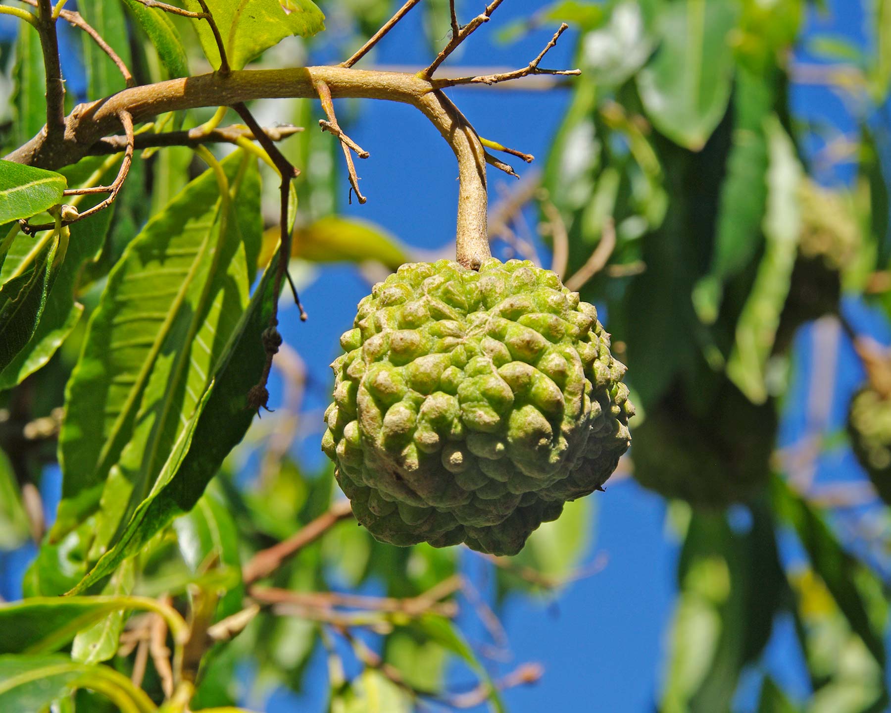 Fruit of Calodendrum capense - Cape Chestnut