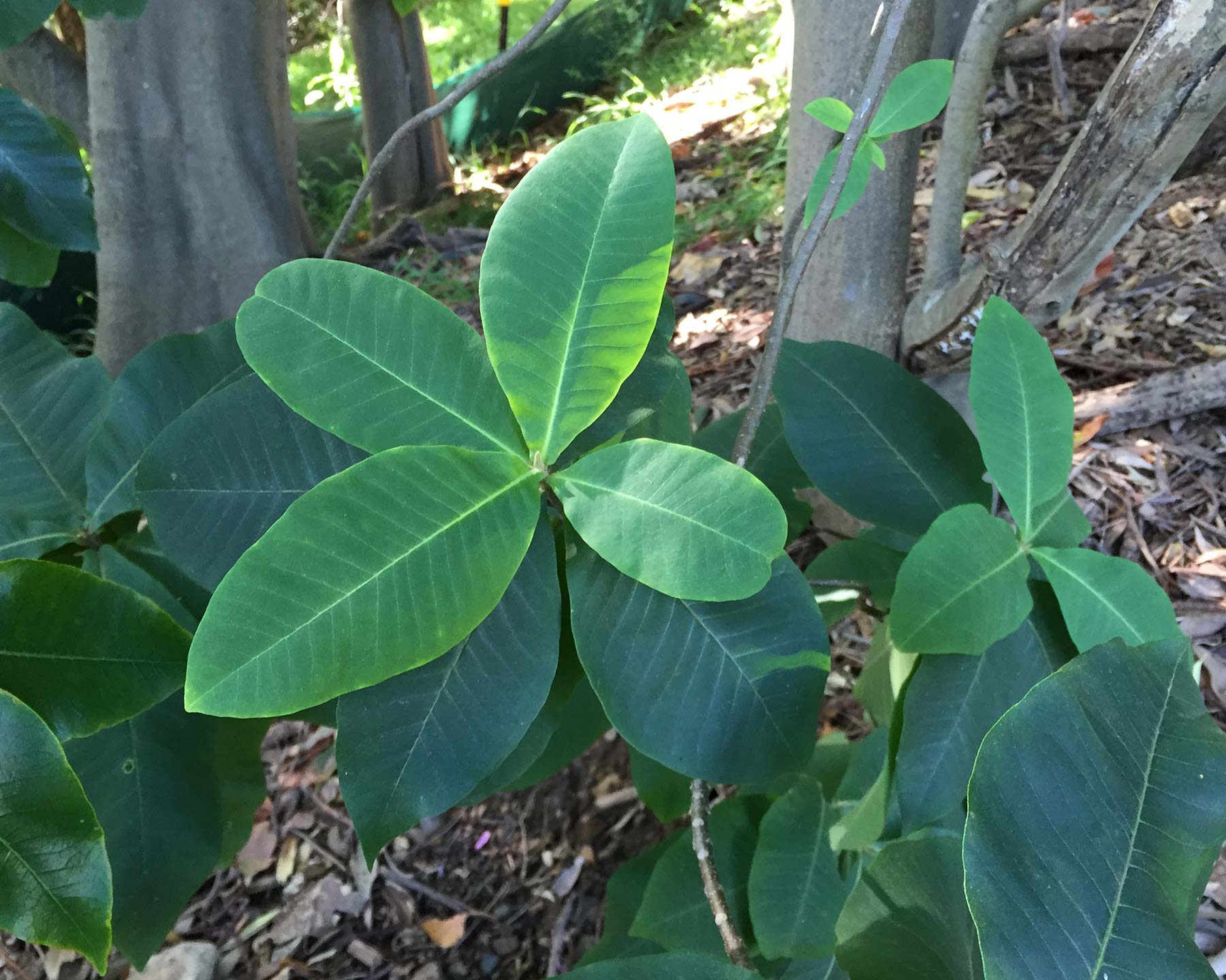The large leaves of Cape Chestnut, Calodendrum capense