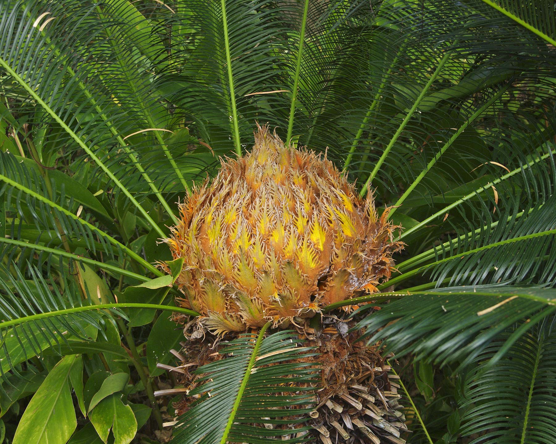 Cycas revoluta, the Sago Palm