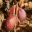 Fruit of Cycas revoluta -  Jill Triay