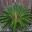 Cycas revoluta,  the Sago Palm