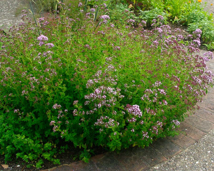 Origanum vulgare - great in herb beds and gardens borders