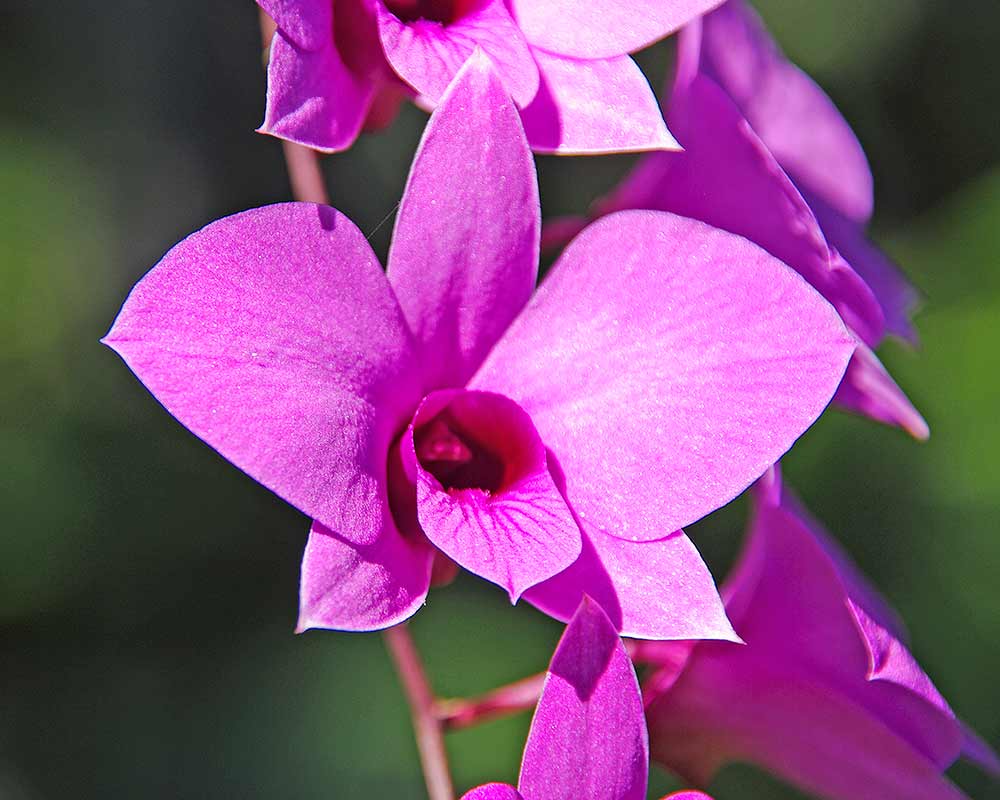 Dendrobium bigibbum - the glorious Cooktown Orchid.