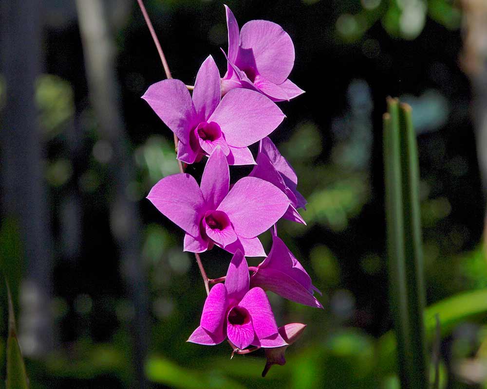 Dendrobium bigibbum syn. phalaenopsis