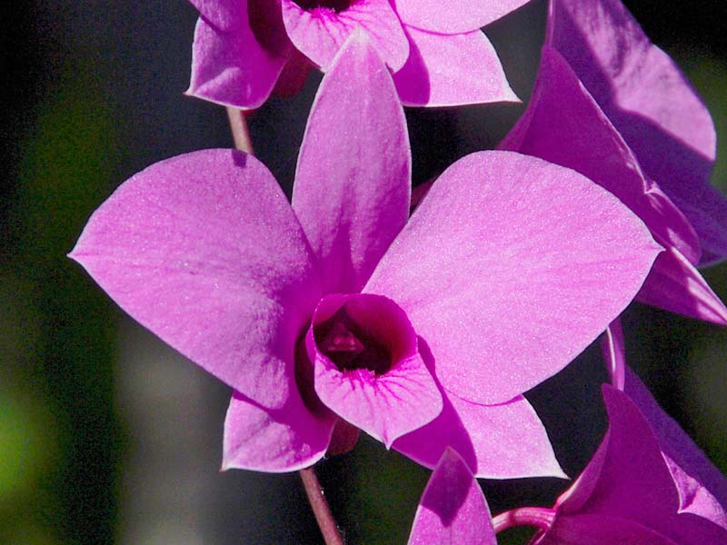 GardensOnline: Dendrobium bigibbum syn. Vappodes phalaenopsis