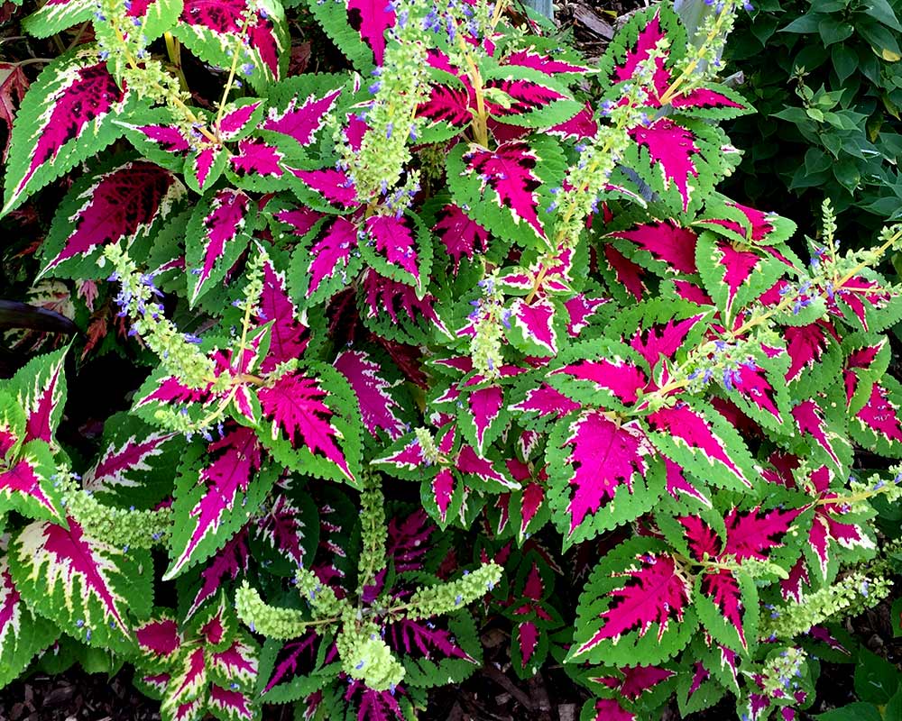 Coleus cultivar - pink and green leaves