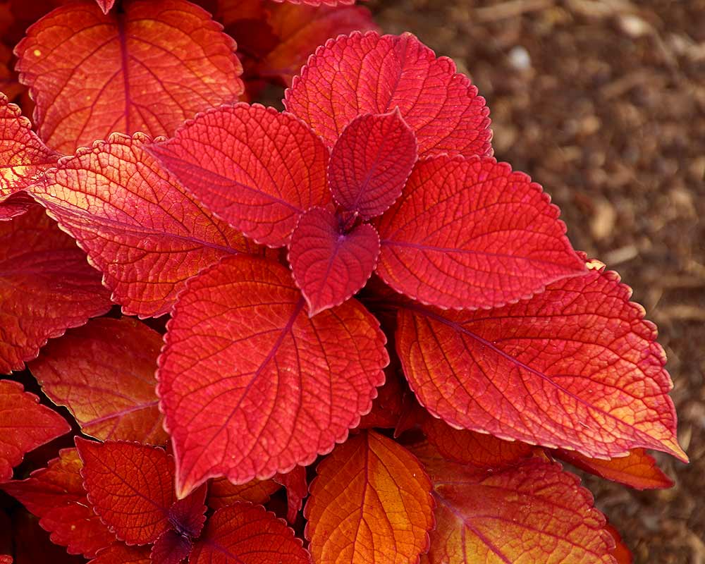Coleus scutellarioides syn Plectranthus scutellarioides  'Campfire' Orange/Red leaves