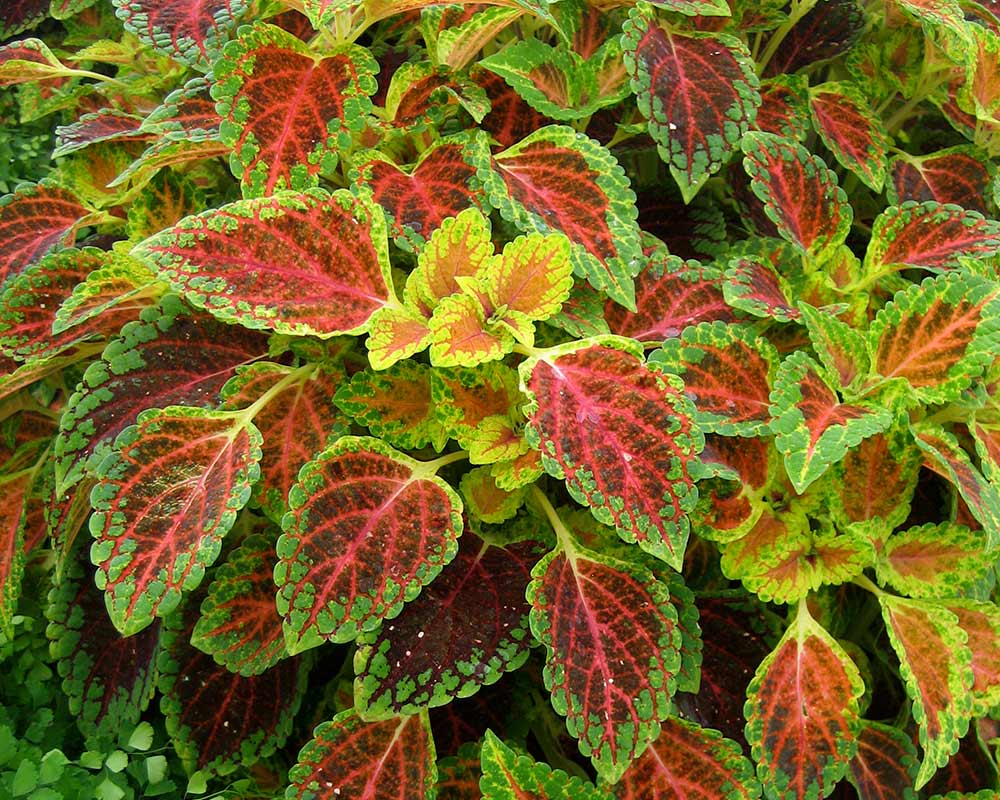 Coleus scutellarioides - Coleus - The velvety texture helps make the colours vibrate at times.