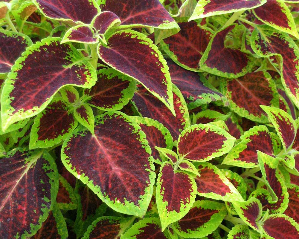 Coleus scutellarioides - Some with very rich and vibrant colours