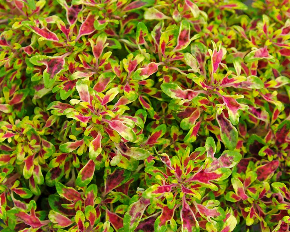 Coleus scutellarioides syn Plectranthus scutellarioides - this is a new compact hybrid called Frogs foot