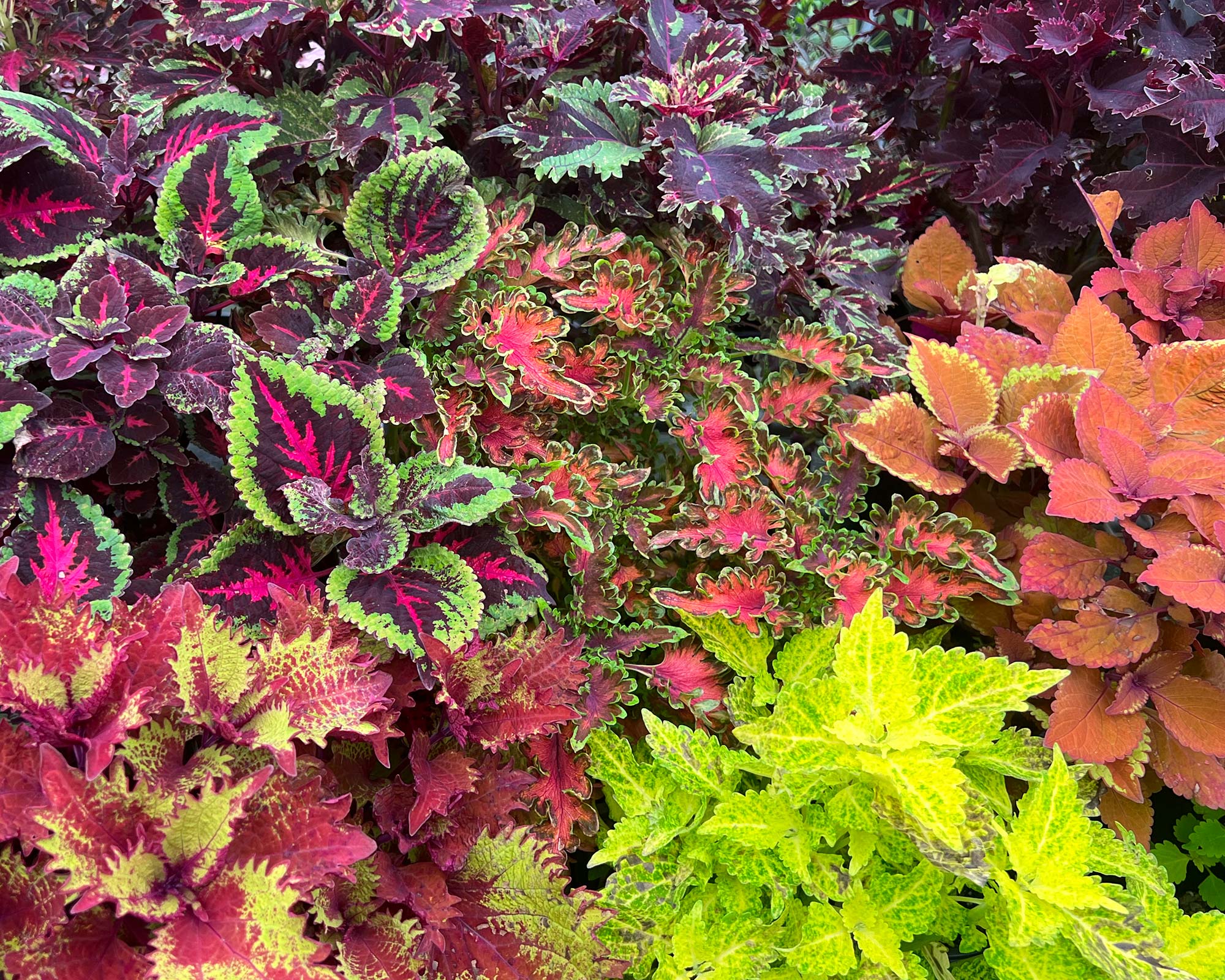 Coleus scutellarioides - a huge variety of leaf colour and shape