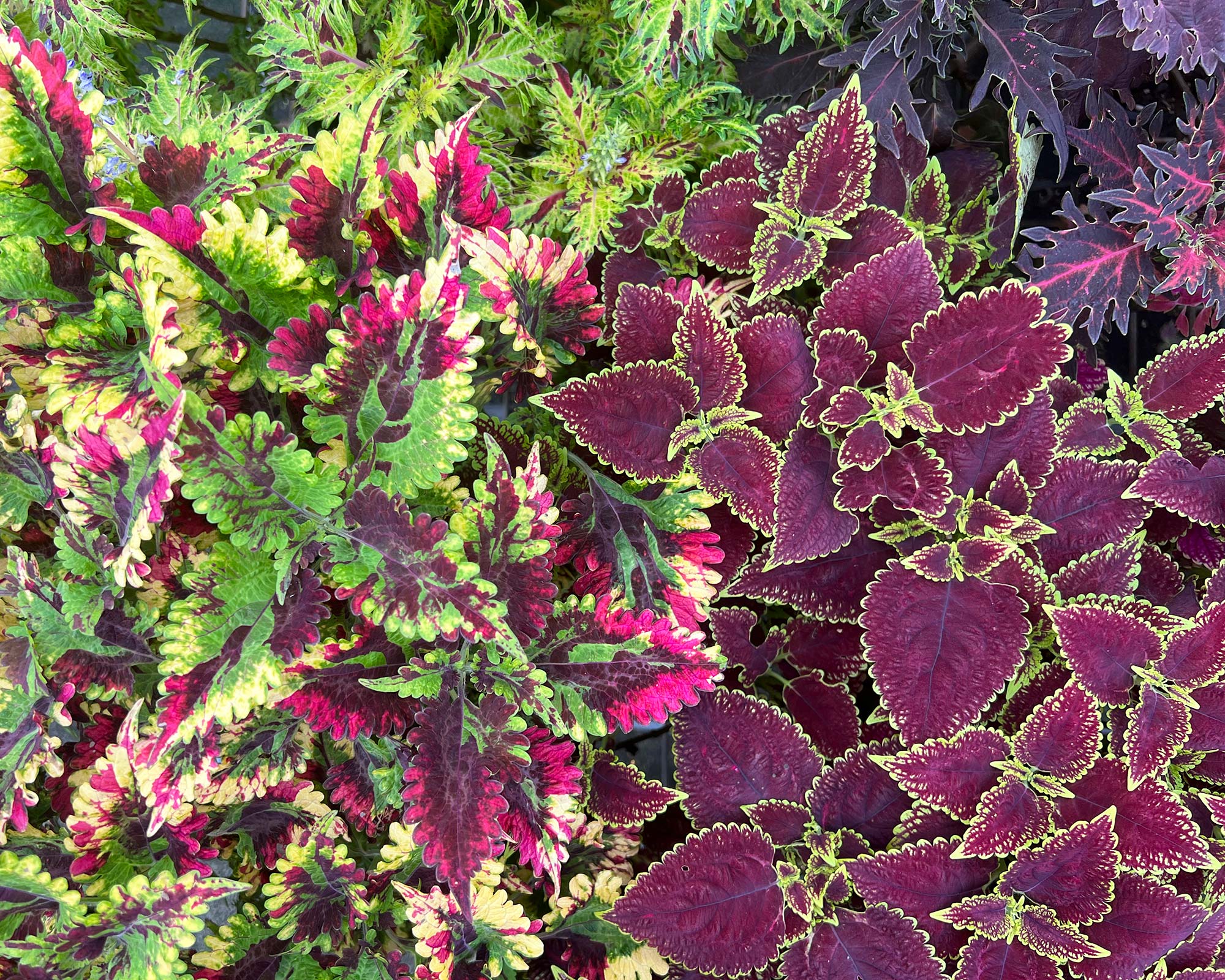 Coleus scutellarioides - a huge variety of leaf colour and shape