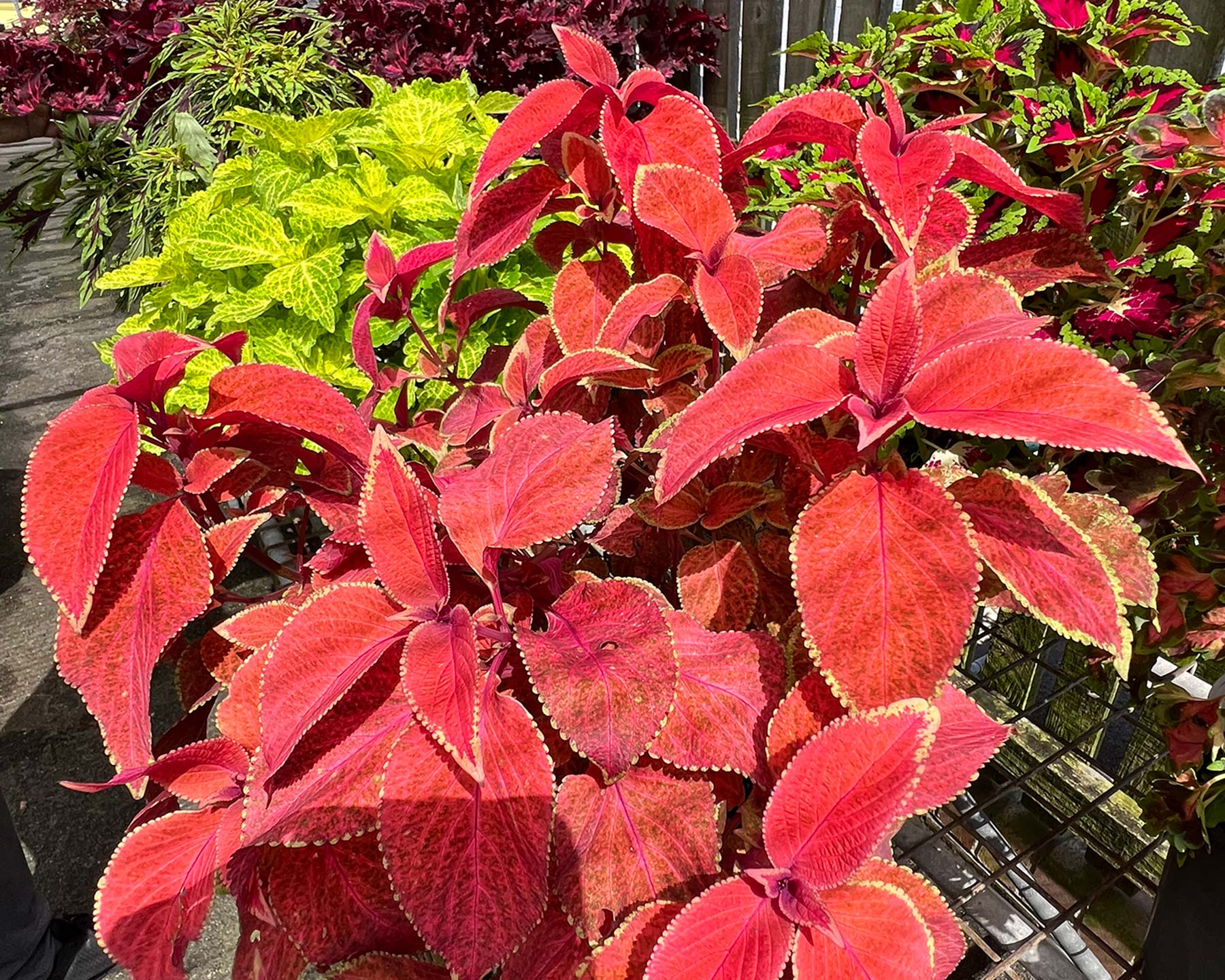 Coleus scutellarioides  - brilliant brick red leaves with a narrow pale green margin