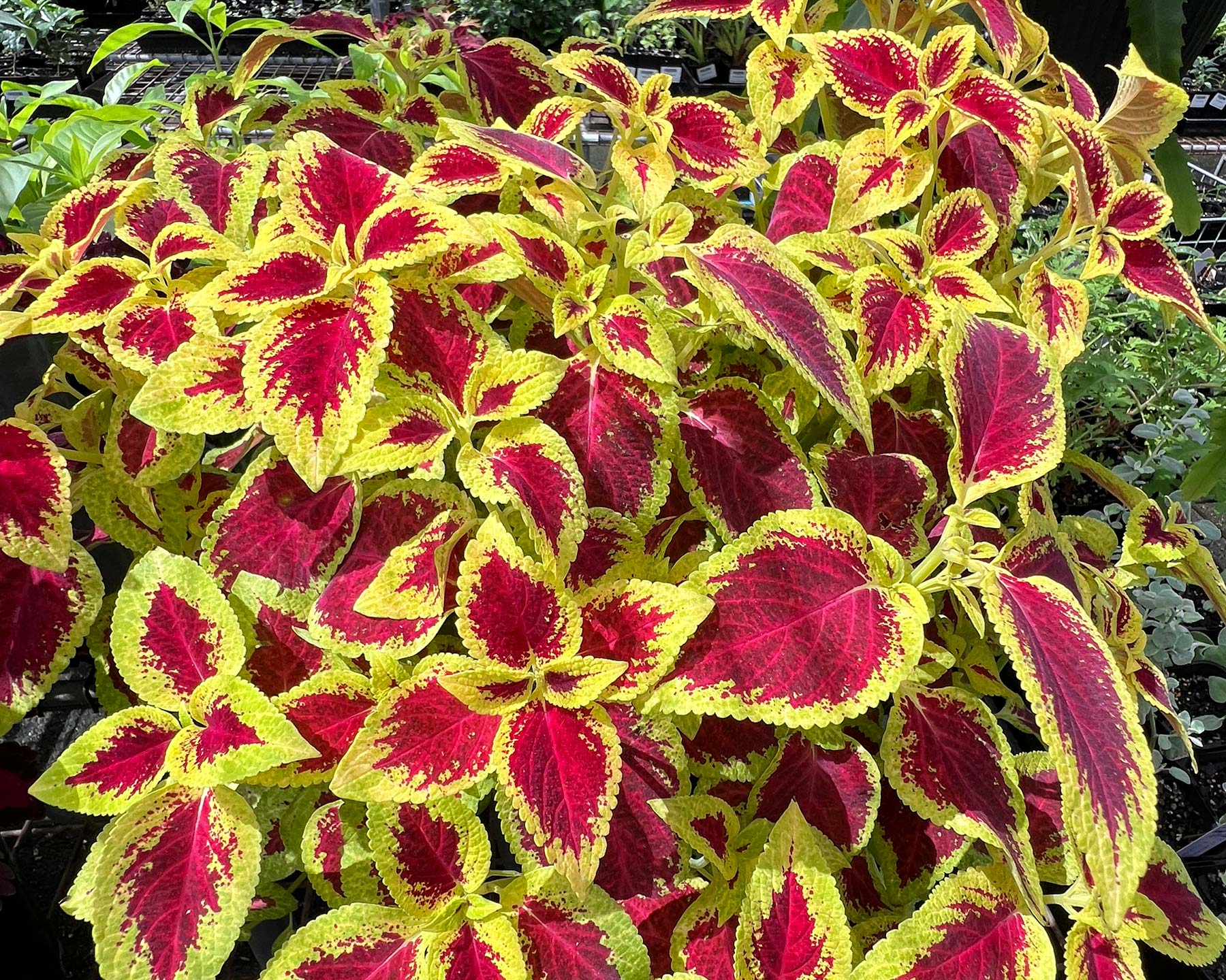 Coleus scutellarioides - ovate leaves deep red with yellow-green margin