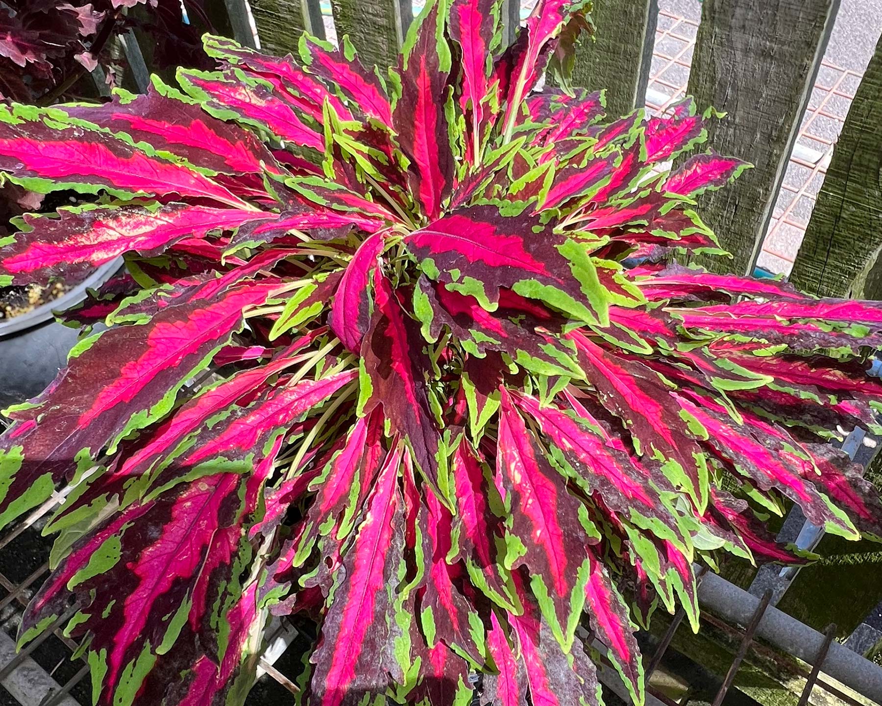 Coleus scutellarioides  - long narrow leaves - deep pink, maroon and green