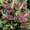 Coleus cultivar - pink and green leaves