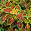 Coleus scutellarioides - Coleus - The velvety texture helps make the colours vibrate at times.