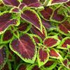 Coleus scutellarioides - Some with very rich and vibrant colours