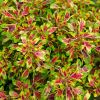 Coleus scutellarioides syn Plectranthus scutellarioides - this is a new compact hybrid called Frogs foot