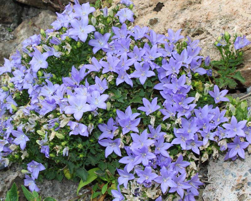 Campanula isophylla. They can bring life to stony areas of the garden.