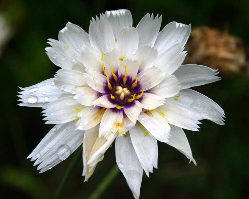 Catananche caerulea 'Alba' - white flowers with serrated petals