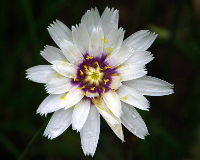 White flowers with corragated petals with serrated edges - Cupid's Dart - Catananche caerulea 'Alba'