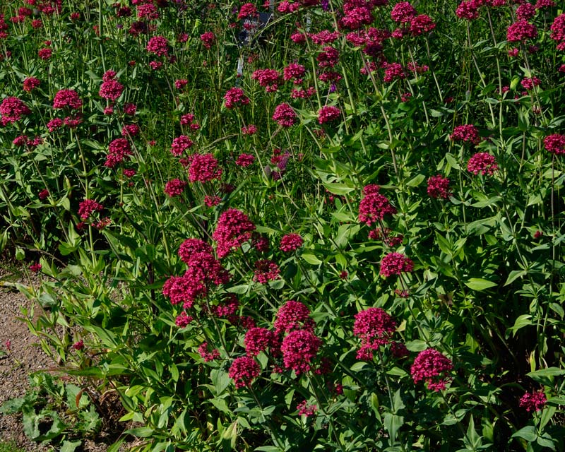 Centranthus ruber - Red valerian - can be quite weedy as self seeds easily.
