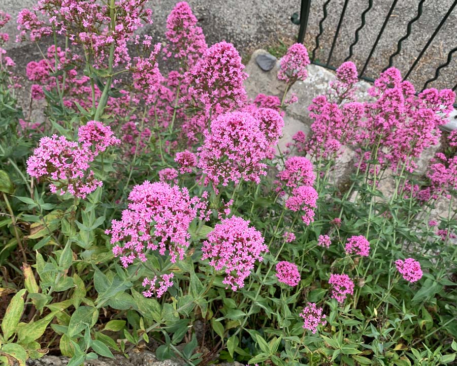 Centranthus ruber in pink, Valerian