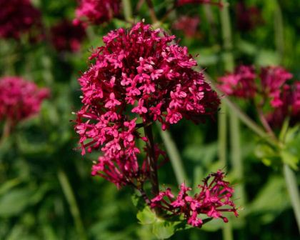 Centranthus ruber - Red Valerian