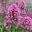 Centranthus ruber in pink, Valerian
