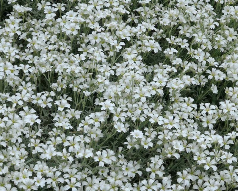 Cerastium tomentosum.  Makes a lovely soft cascade of grey green foliage with pretty white flowers.